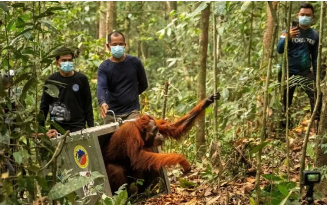 Orangutan kalimantan yang terdampak kebakaran hutan dan lahan (karhutla) dilepasliarkan di Hutan Lindung Batu Nyambu, Kabupaten Ketapang, Kalimantan Barat.