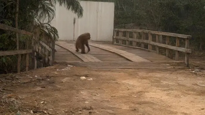 Orang utan keluar ke jalan raya demi cari makan di tengah kabut asap karhutla