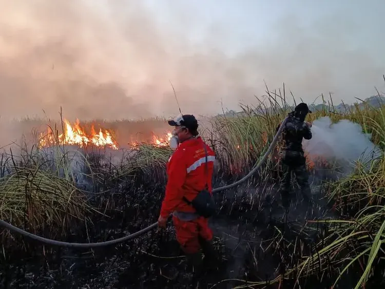 Sedikitnya 14 taman nasional di Indonesia dilaporkan mengalami kebakaran sepanjang 2026. Karhutla mengancam habitat satwa liar dan ekosistem kawasan konservasi.