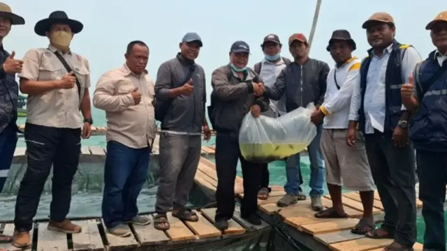 Tingkatkan Ekonomi Pesisir, DKP Kalbar dan KIPP Tebar 5.000 Bibit Kerapu di Desa Pelapis Kayong Utara