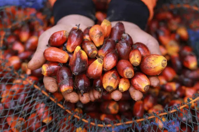 Harga TBS Sawit Kalbar Periode II Oktober 2026 Tembus Rp3.378 per Kg