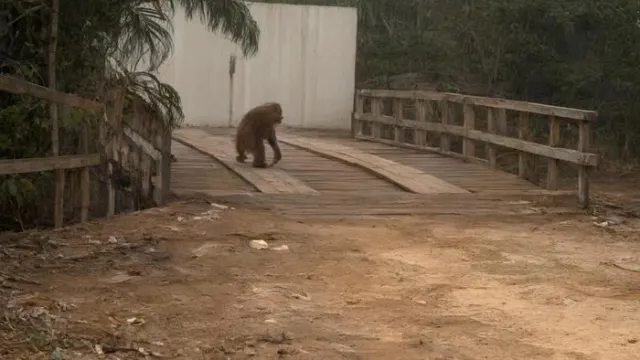 Habitat Rusak Dilalap Si Jago Merah, Orang Utan Nekat Turun ke Jalan Raya Cari Makan