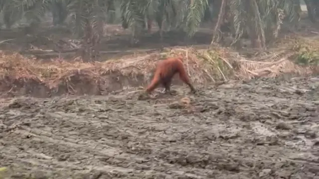 BKSDA Sisir Kebun Warga di Kotim, Temukan Sarang Orangutan dan Minta Warga Waspada