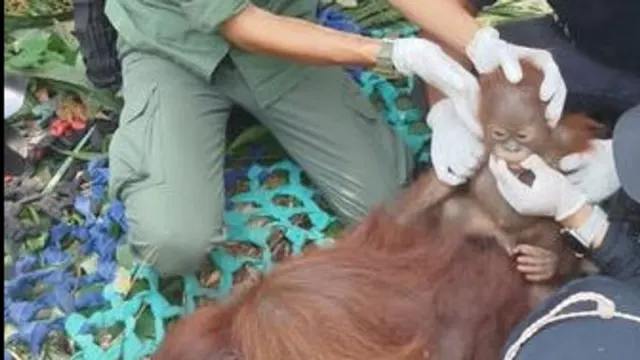 BNPB Catat Dampak Bencana Besar, Kasus ISPA di Wilayah Karhutla Tembus 277 Ribu