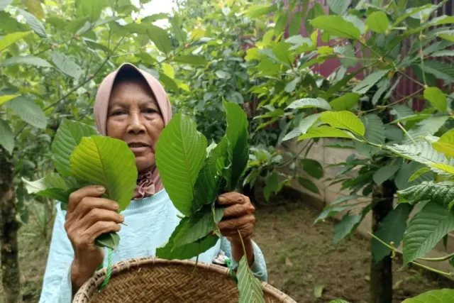 Hilirisasi Kratom Ditargetkan Mulai Maret 2027, Kapuas Hulu Berpeluang Tingkatkan Nilai Ekonomi