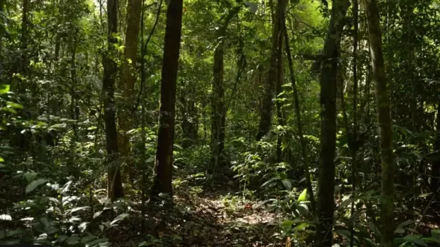 Rantai Pasok Biomassa PLTU di Kalbar Perlu Transparansi, Asal Kayu Jadi Sorotan