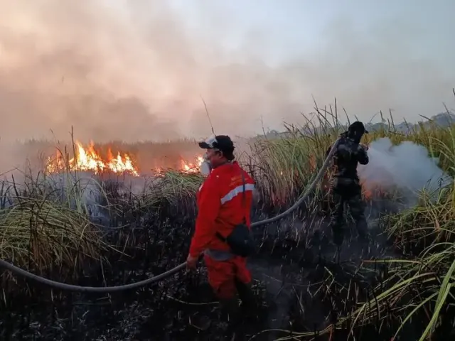 Karhutla Melanda 14 Taman Nasional di Indonesia, Habitat Satwa Terancam